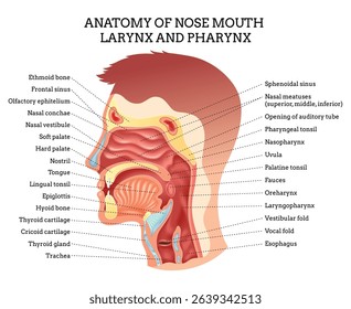 Anatomy of nose mouth larynx. A Comprehensive and Detailed Anatomy of the Human Throat and Mouth for Study and Research