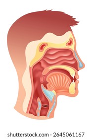 Anatomia da laringe da boca do nariz. Uma Anatomia Abrangente e Detalhada da Garganta e Boca Humanas para Estudo e Pesquisa