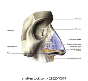 Anatomy of the nose and paranasal sinuses. Vector 3D illustration
