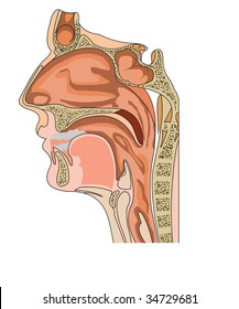 Ear Nose Throat Anatomy Chart