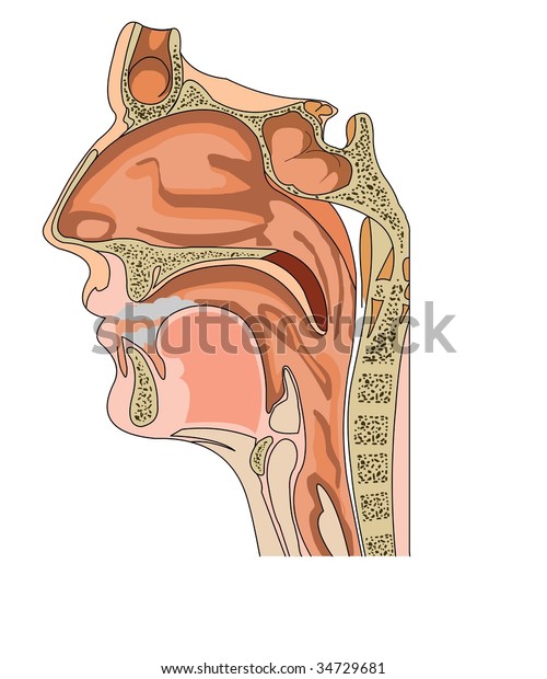 Anatomy Nose Throat Stock Vector (Royalty Free) 34729681