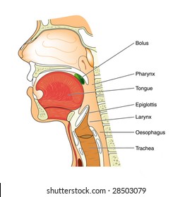Anatomy of the nose and throat - labeled