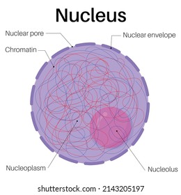 Anatomy of nucleus cells.In cell biology, 