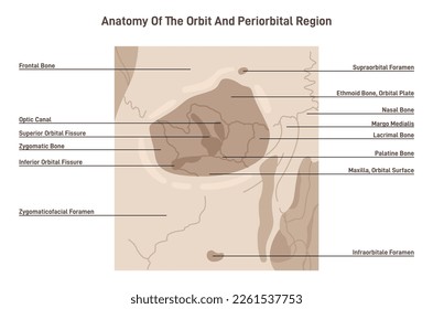 Anatomie der Orbitknochen. Anatomisches Schema der Schädelhöhle, wo die Augen platziert werden. Frontalansicht der Gesichtsknochen. Flache Vektorgrafik