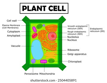 Anatomy or organelle.Structure of the plant cell.Science infographic.Biology diagram.Education.Organelle of plant cell.Cross section.Cartoon vector illustration.Graphic design.