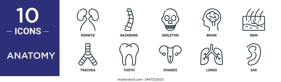 anatomy outline icon set includes thin line kidneys, backbone, skeleton, brain, skin, trachea, tooth icons for report, presentation, diagram, web design