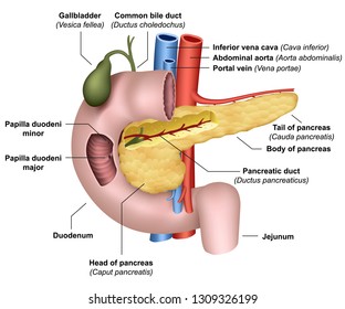 Anatomy Pancreas 3d Medical Vector Illustration On White Background