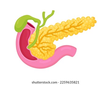 Anatomy Pancreas. Human internal organ. Digestive enzymes, pancreatic islet and other internal elements. Medical education, biology