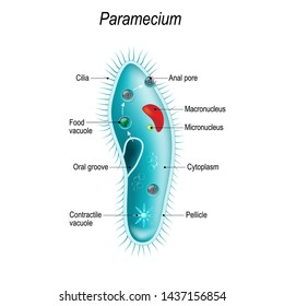 Paramecium Diagram Unlabeled