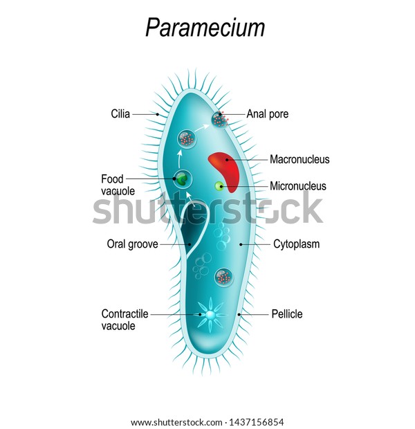 Anatomy of Paramecium caudatum. Vector
diagram for educational, science, and biological
use