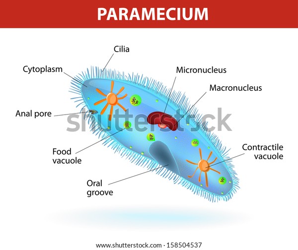 Anatomy of a\
paramecium. Vector diagram. Ciliate protozoan that lives in\
stagnant freshwater. Paramecium covered with cilia, which allow it\
to move about and to feed on\
bacteria.