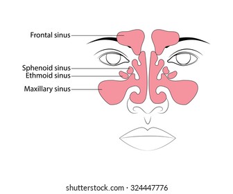 Anatomy of the paranasal sinuses. Sinusitis.