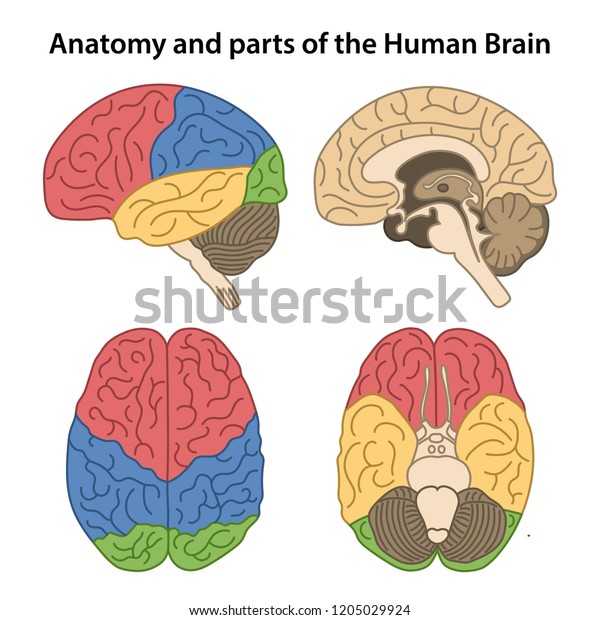 Anatomy Parts Human Brain Lateral Superior Stock Vector (Royalty Free ...