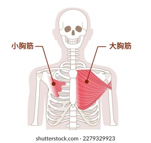 Anatomía del pectoralis mayor y músculo menor[Translate]pectoralis mayor, músculo menor[