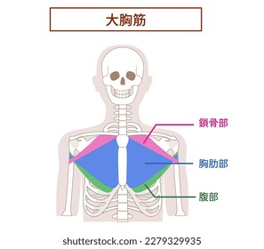 Anatomy of the pectoralis major muscle[Translate]clavicular, sternocostal, abdominal