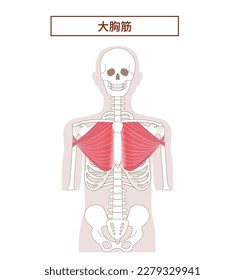 Anatomy of the pectoralis major muscle[Translate]pectoralis major muscle