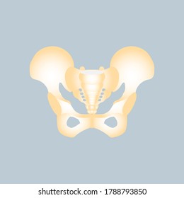 Anatomie der Beckenknochen, orthopädischer Körperteil der inneren Organe, Reproduktionssystem, Gesundheitskonzept, Vektorgrafik flach gesteckte Zeichentrickskunst