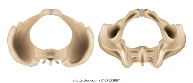 Anatomy of the Pelvis  Superior view and  Inferior view. Pelvis anatomical skeleton structure. Medical education scheme with ilium, ischium, coccyx, sacrum and pubic bone examples. 