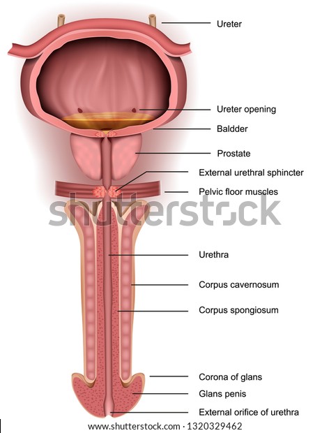 prostate anatomie 3d adenom de prostata imagini
