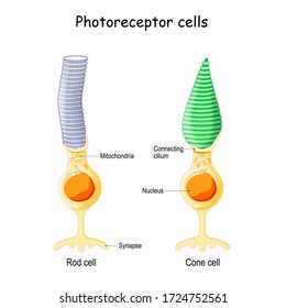 Anatomy of Photoreceptor. cell of a retina in the eye. Cone cells in respond to color vision and send signals to brain. Rod cells are used in peripheral vision