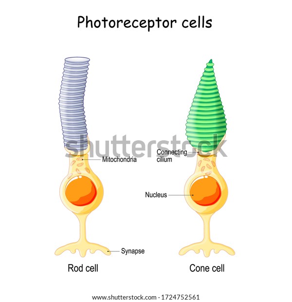 Anatomy of Photoreceptor. cell\
of a retina in the eye. Cone cells in respond to color vision and\
send signals to brain. Rod cells are used in peripheral\
vision