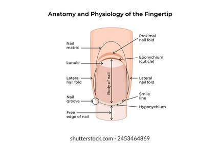 Anatomy and Physiology of the Fingertip-02