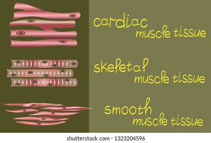Anatomy and physiology of man. Muscle structure. Histology