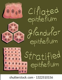 Anatomy and physiology of man. The structure of human epithelial tissue. Histology
