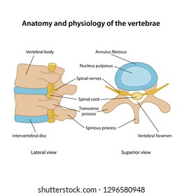 Anatomy and physiology of the vertebrae. Human vertebrae in superior and lateral views with main parts labeled. Vector illustration