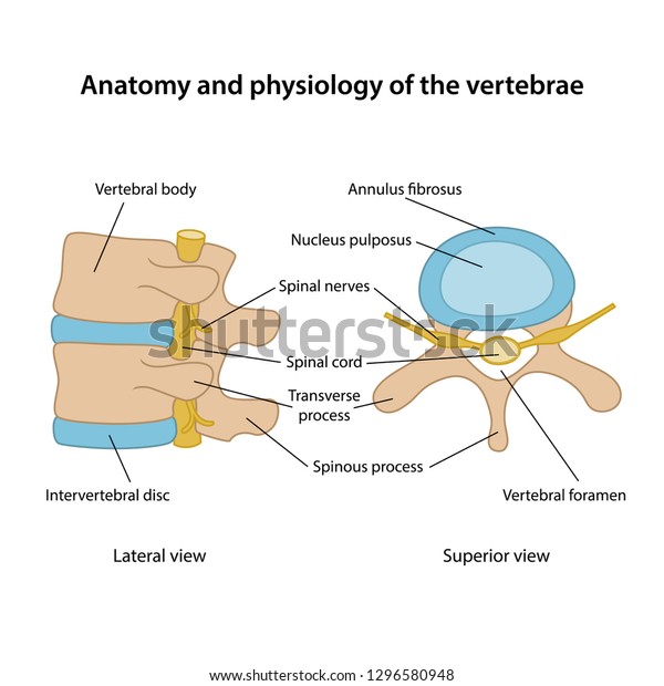 Anatomy and physiology of the vertebrae.\
Human vertebrae in superior and lateral views with main parts\
labeled. Vector\
illustration