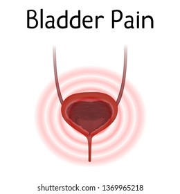 Anatomy Picture Bladder Pain Realistic Medical Stock Vector (Royalty ...