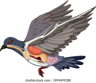 Anatomy of pigeon bird isolated on white background illustration