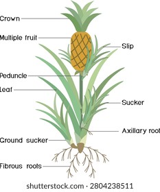 Anatomy of pineapple (Ananas comosus) plant