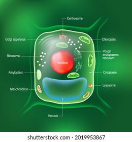 Anatomy of plant cell. All organelles: Ribosome, endoplasmic reticulum, Golgi body, mitochondrion, amyloplast, vacuole, chloroplast, lysosome, and Centrosome. cell on the green background