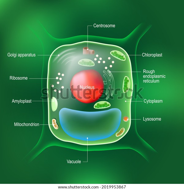Anatomy of plant cell. All organelles:\
Ribosome, endoplasmic reticulum, Golgi body, mitochondrion,\
amyloplast, vacuole, chloroplast, lysosome, and Centrosome. cell on\
the green background