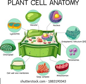 Anatomy Of Plant Cell (Biology Diagram) Illustration