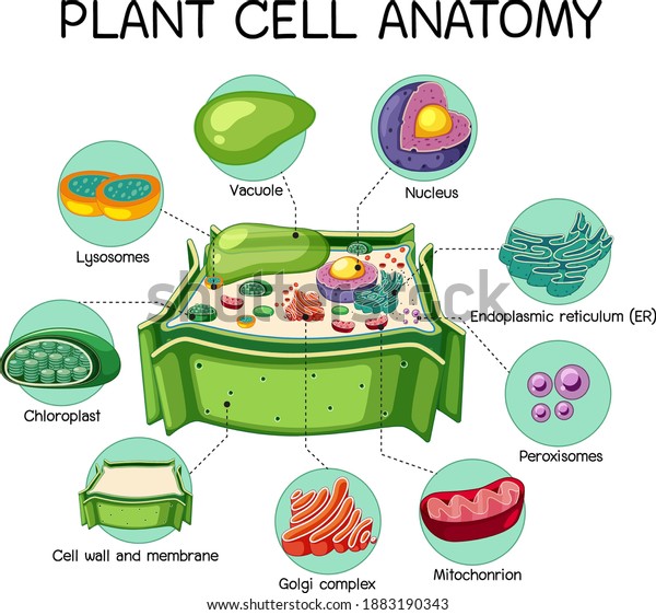 Anatomy of\
plant cell (Biology Diagram)\
illustration