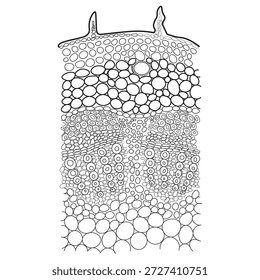 La anatomía de un tallo vegetal en sección transversal