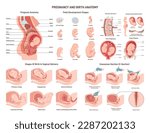Anatomy of a pregnant woman and fetus. Fetal development, vaginal and c-section delivery. Placenta structure. Gynecological and prenatal infographic. Reproduction banner. Flat vector illustration