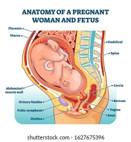 Anatomy of a pregnant woman and fetus labeled diagram, vector illustration medical scheme. Family planning. Inner organs location in pregnancy. Abdominal muscle wall, bladder, vagina, cervix and other