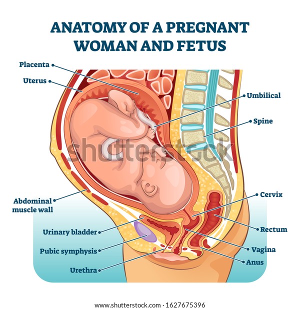 Anatomy of a pregnant woman and fetus labeled\
diagram, vector illustration medical scheme. Family planning. Inner\
organs location in pregnancy. Abdominal muscle wall, bladder,\
vagina, cervix and\
other