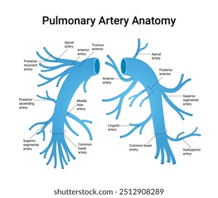 Anatomia da artéria pulmonar