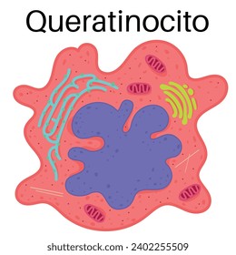 Anatomy of the queratinocito. They are specialized cells.