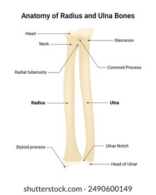 Anatomy of Radius and Ulna Bones