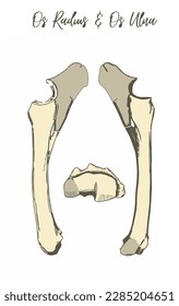 Anatomy radius and ulna bones of horse (Os radius and ulna of equine extremitas cranial)