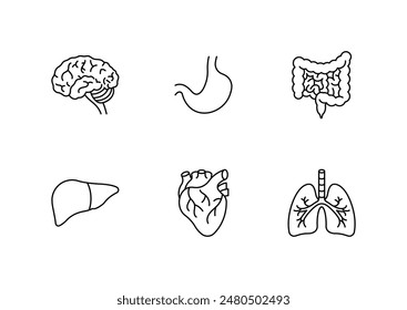 Anatomy related icons - brain, stomach, intestine, liver, heart, lungs. Human organs, medicine, treatment. Linear illustration, editable stroke, thin line