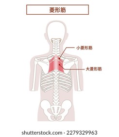 Anatomy of the rhomboid  muscle from tthe side and back [Translate]rhomboid major muscle
rhomboid minor muscle