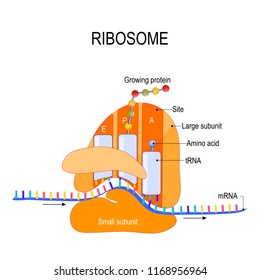Ribosomes Images, Stock Photos & Vectors | Shutterstock