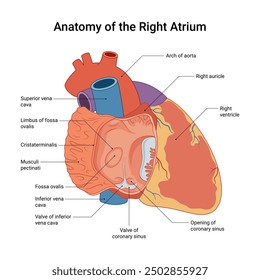 Anatomy of the Right Atrium