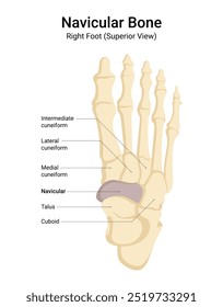 Anatomia do Osso Navicular do Pé Direito